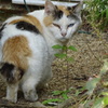 三毛猫でオッドアイ