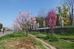 長居公園の花桃