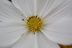 開花途中の星形管状花