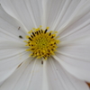 開花途中の星形管状花