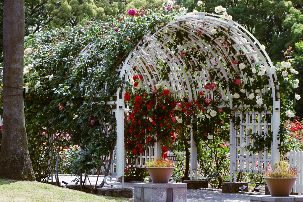 薔薇園-長居植物園④