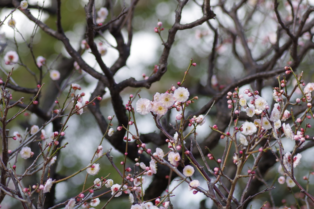 桃梅-長居公園