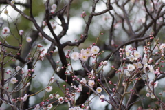 桃梅-長居公園