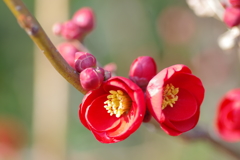 鮮紅木瓜の花