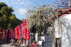 四天王寺の枝垂梅