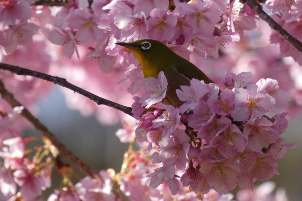 目白の河津桜浴-長居植物園