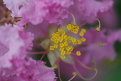 百日紅(ピンク)