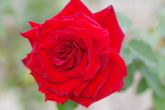 もう冬薔薇?オリヴィア