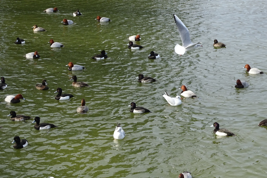 飛ぶ鳥浮ぶ鳥