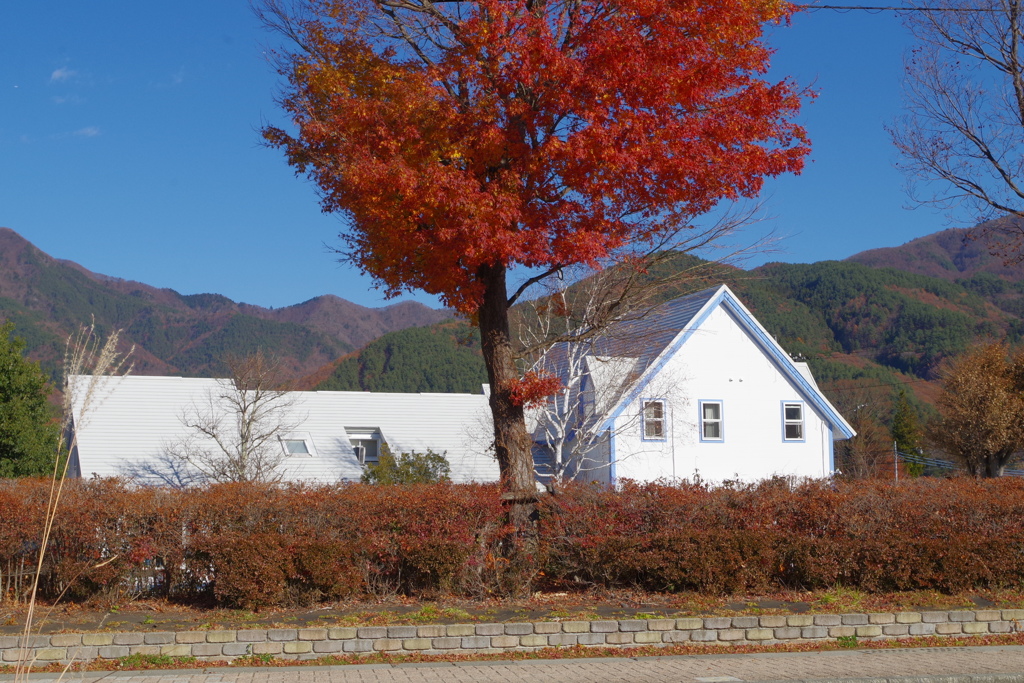 青空と白い家と紅葉