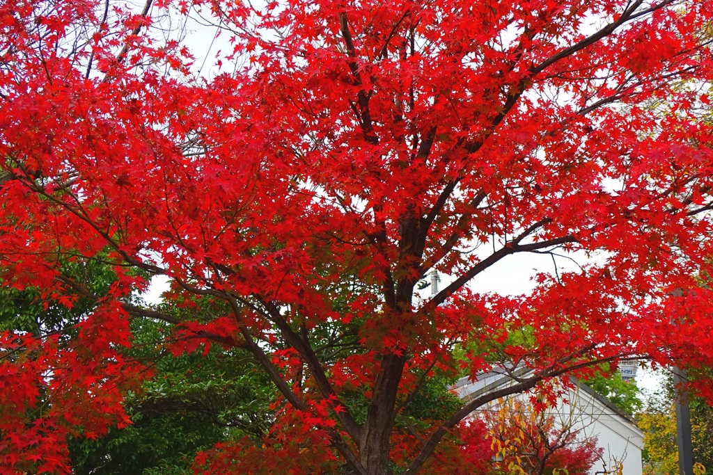 鮮・赤