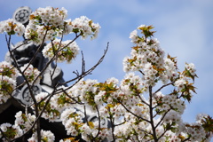 残り桜に薄青空