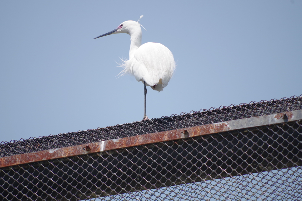 鳥舎の上