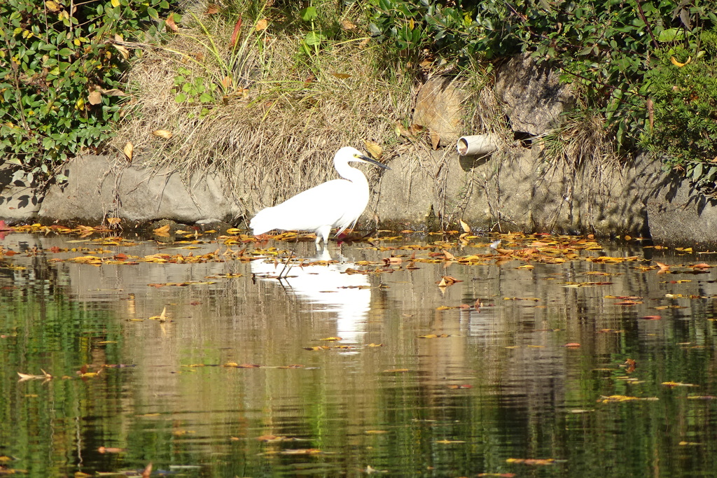 白鷺-大阪城庭園