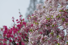 葉桜と花桃