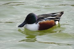 嘴広鴨-桃が池公園