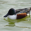 嘴広鴨-桃が池公園