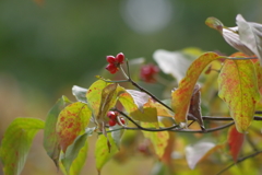 花水木の結実と紅葉の始まり