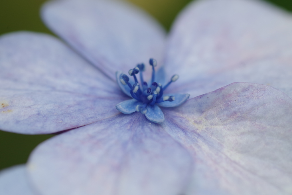 道端の額紫陽花➁