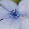 道端の額紫陽花➁