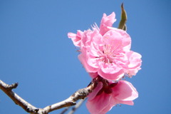 桃色花桃-桃が池公園
