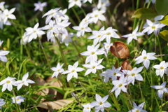 花韮-長居公園