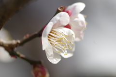 大阪城梅林梅花②