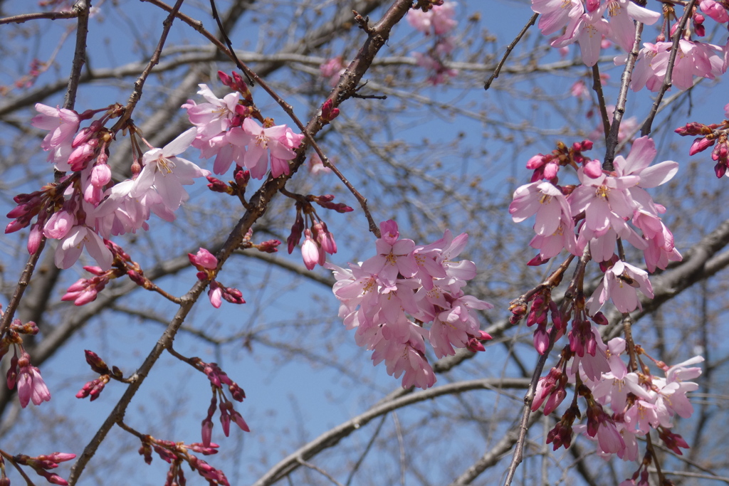 枝垂桜-大阪城公園