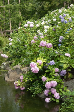 大豊作紫陽花園➁