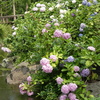大豊作紫陽花園➁