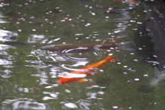 波紋と落桜花