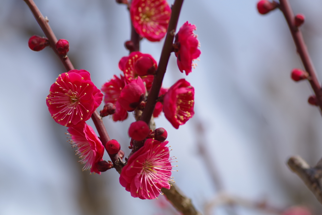 大阪城梅林梅花⑤