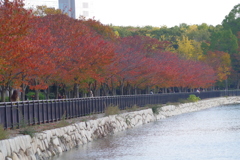 桜葉紅葉-大阪城公園⑤