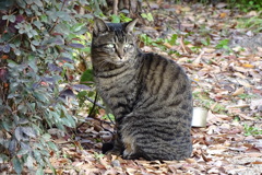 長居公園の野良猫達①