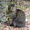 長居公園の野良猫達①