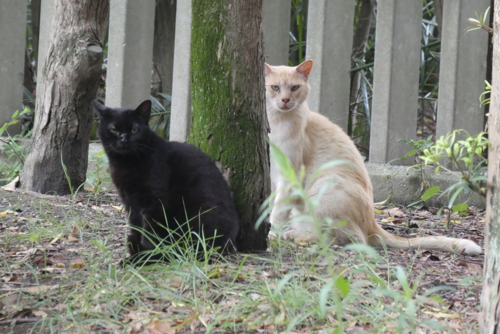 猫二匹-長居公園