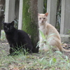 猫二匹-長居公園