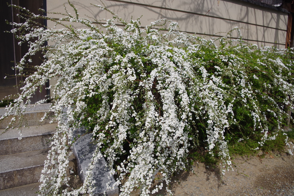 雪柳-四天王寺庚申堂