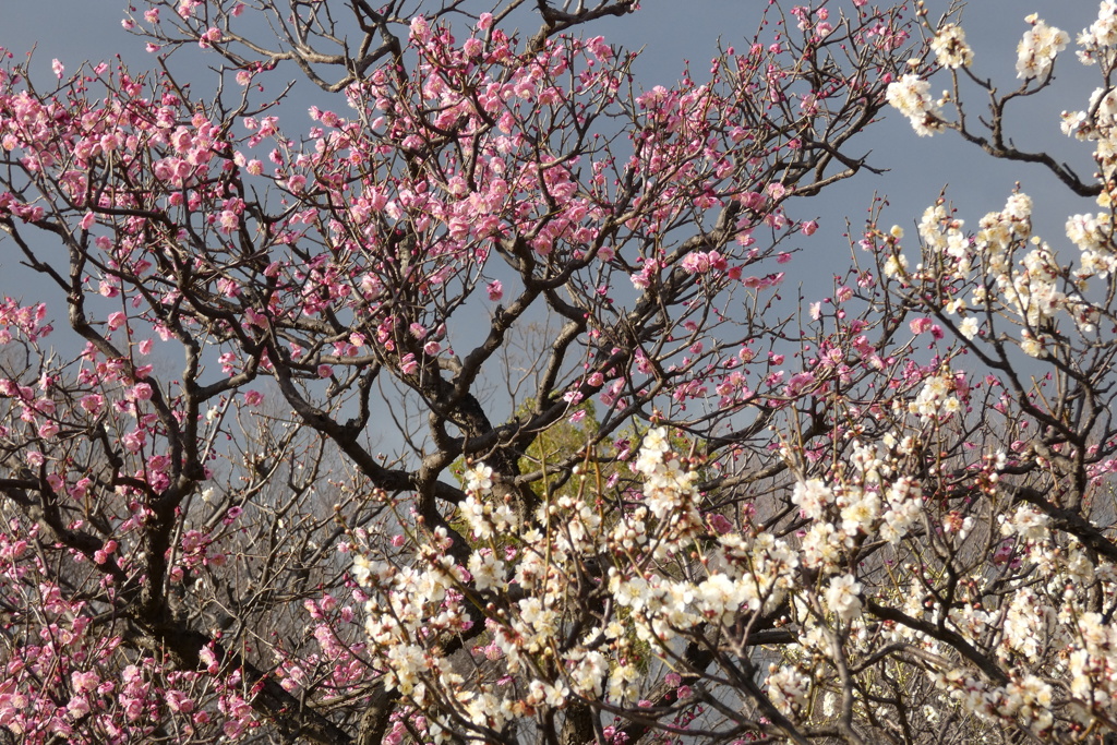 桃白梅-長居植物園