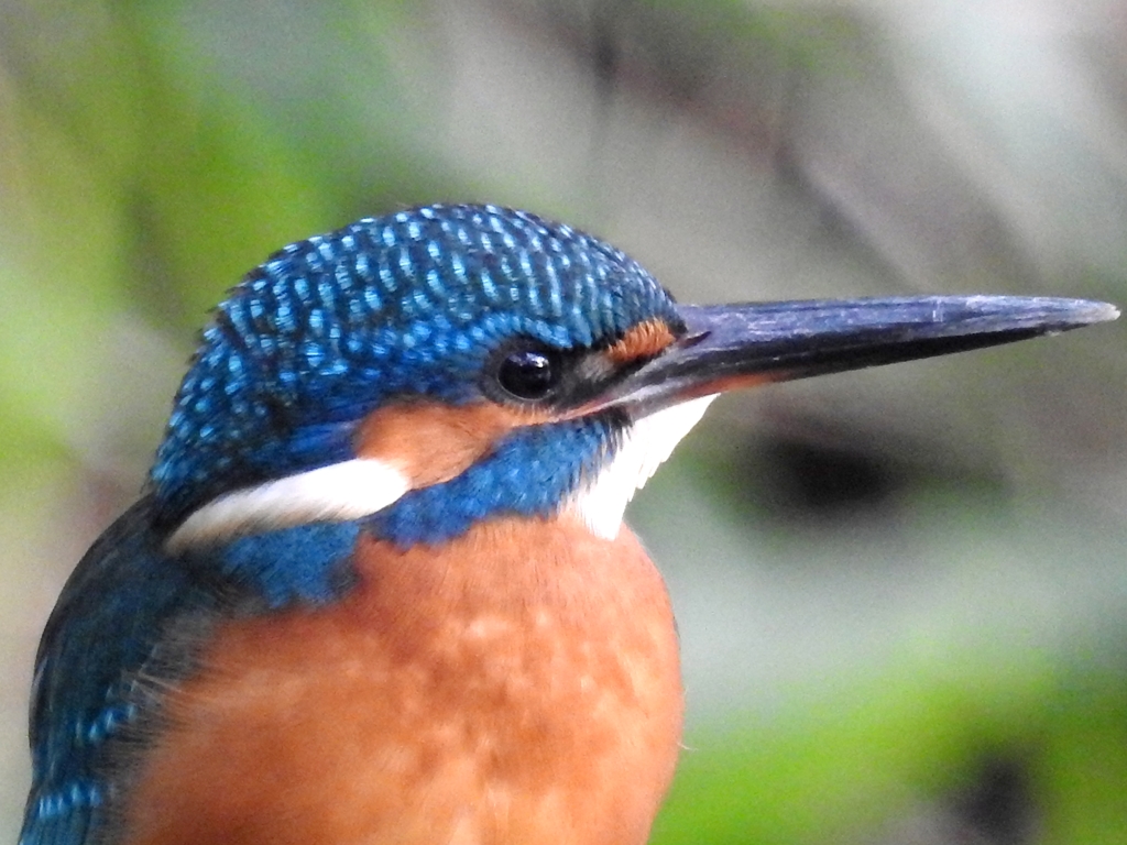 Kingfisher 03