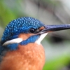 Kingfisher 03