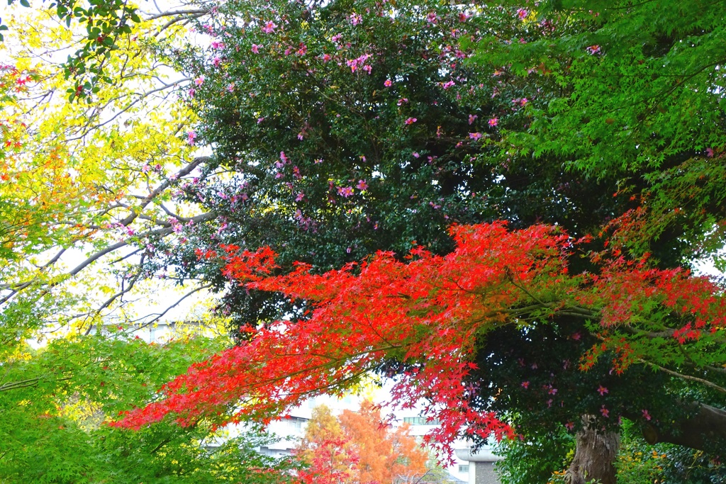 紅葉最終の段①