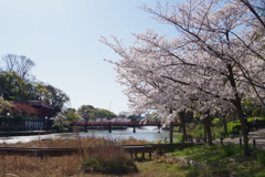 染井吉野-天王寺公園