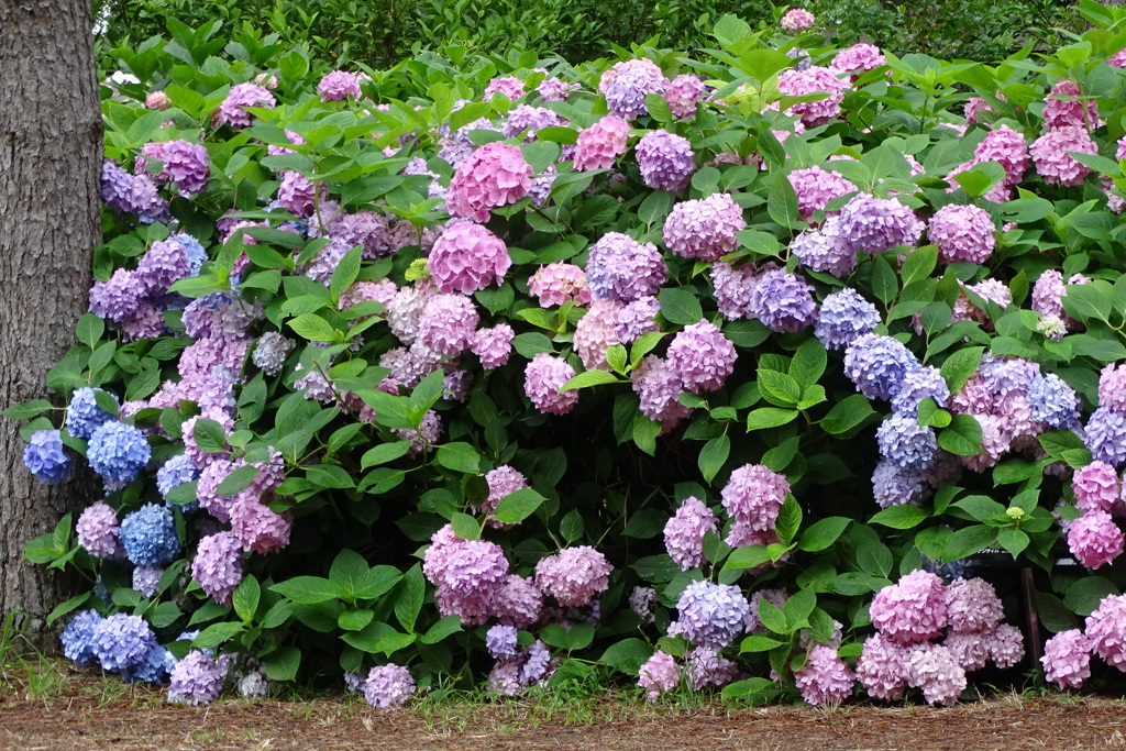 雨後の紫陽花