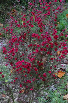 深紅の檉柳梅