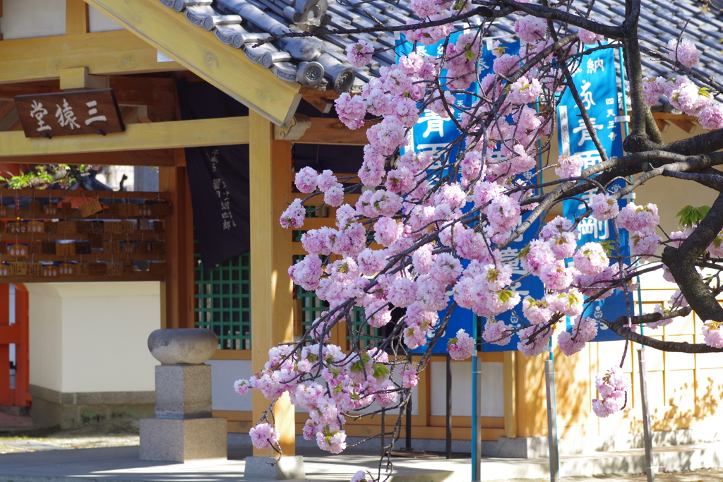 八重桜と三猿堂