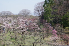 大阪城梅林遠景①