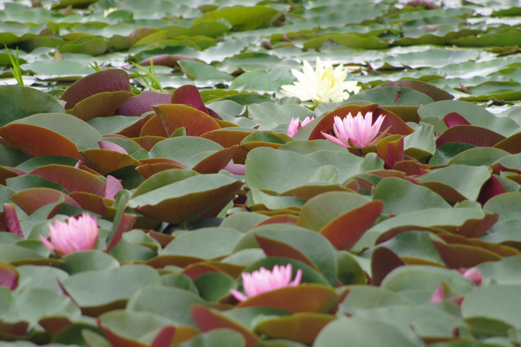 睡蓮-長居植物園
