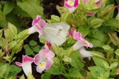 トレニアに紋白蝶-長居植物園