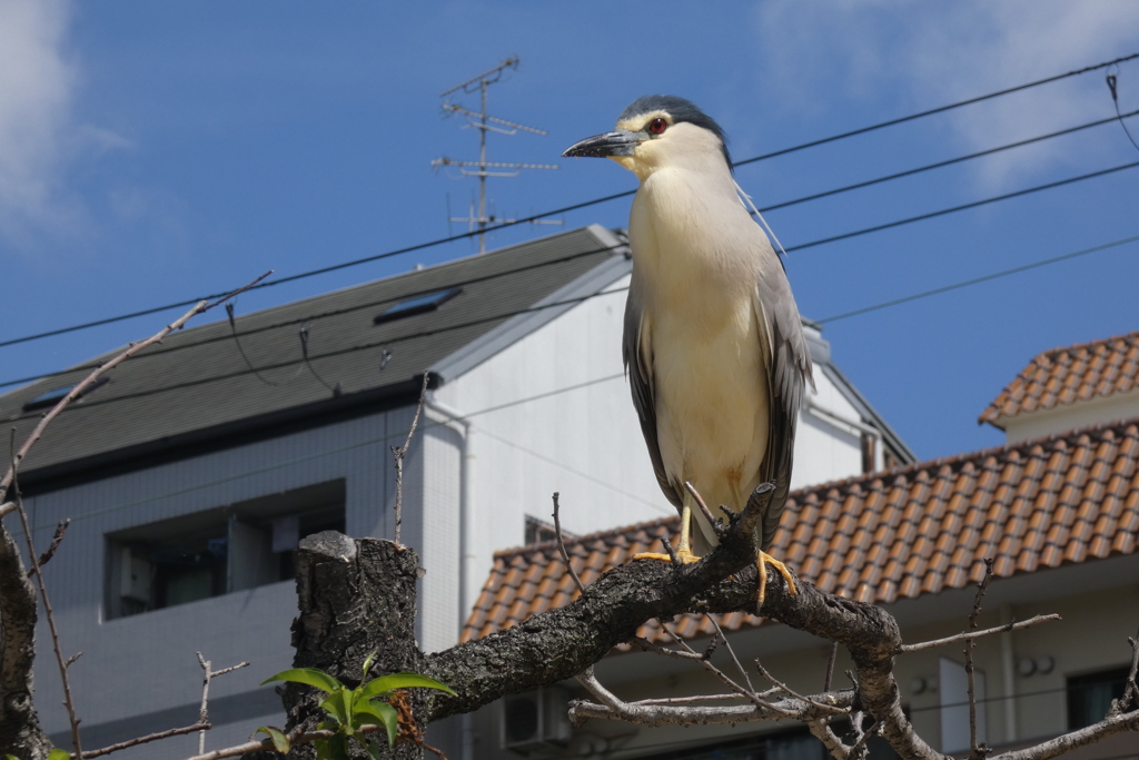 五位鷺-桃ヶ池公園